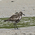 Grey Plover just arrived in the northern end of Esplanade ダイゼン<br />Canon EOS 7D MK2 + EF400 F5.6